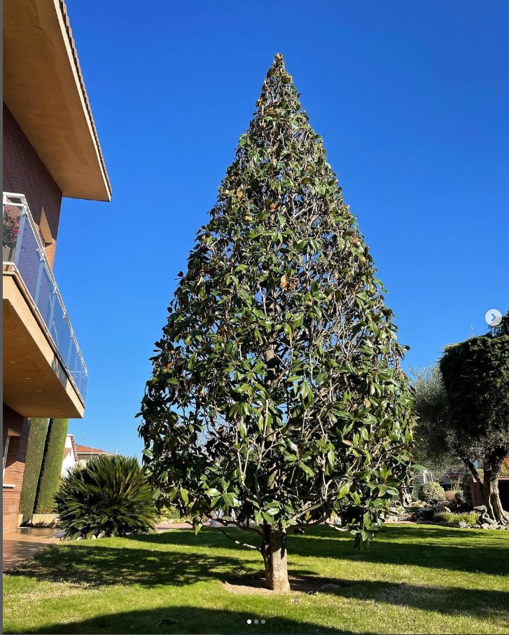 poda d'arbres